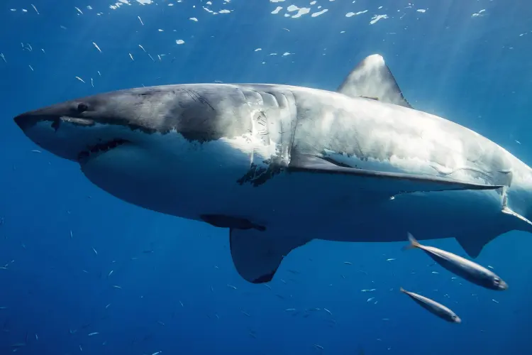 Great White Shark Tour - Sea Goddess