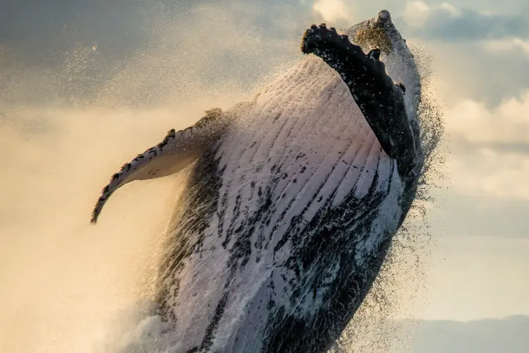 Whale Watching Cruise - Sea Goddess